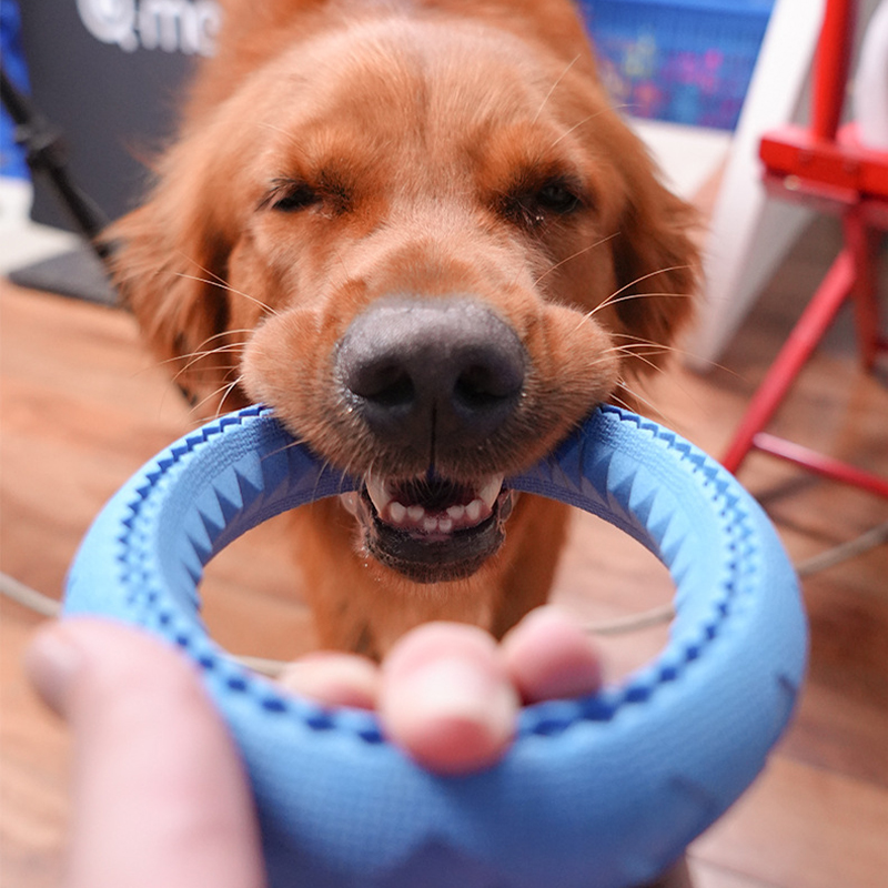 Pet Flying Discs Dog Training  - đánh giá và giá Flying Disc Dog Training Toy